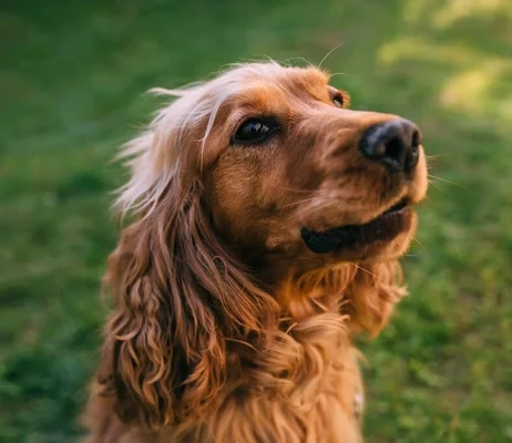 Photo cocker spaniel